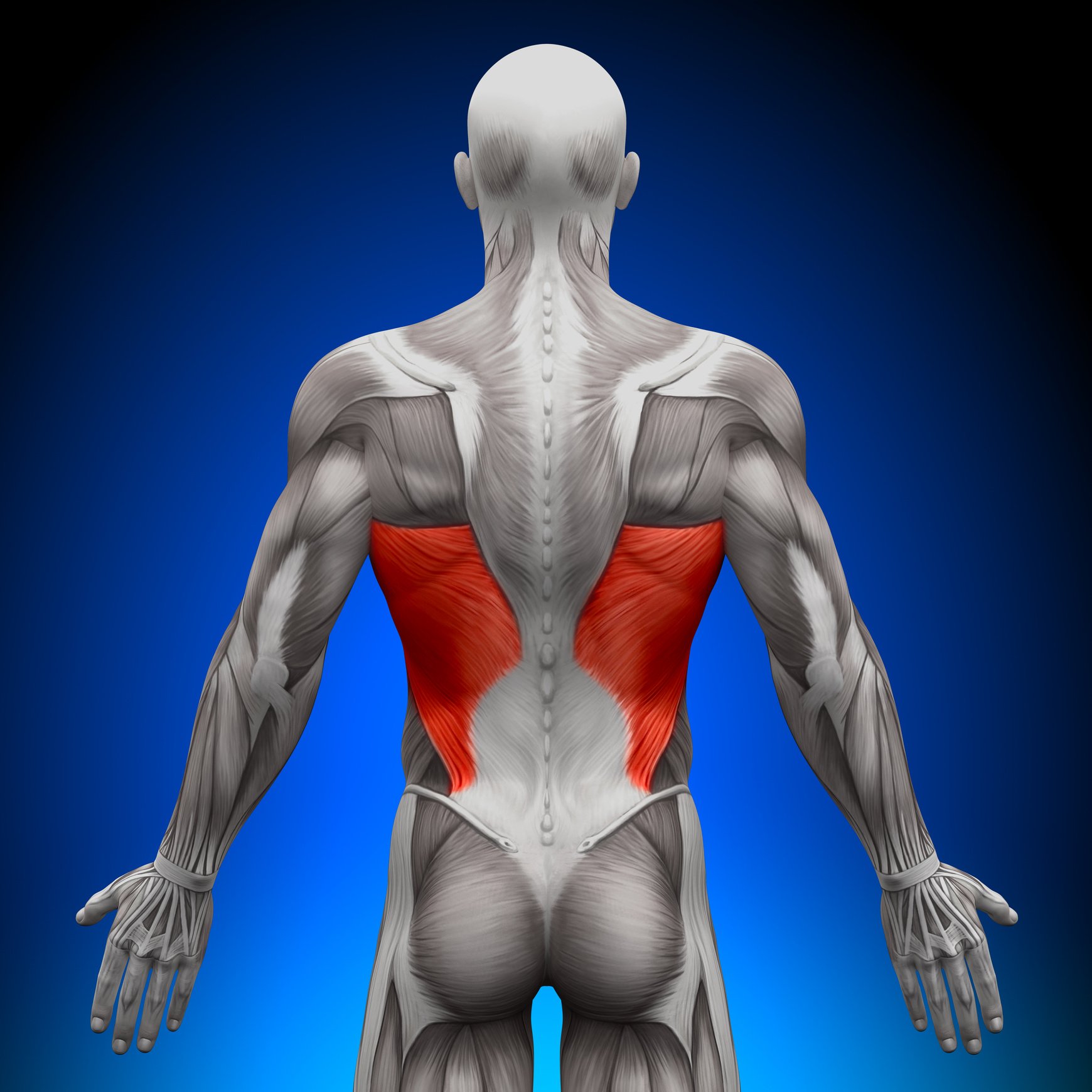 Latissimus Dorsi - Anatomy Muscles