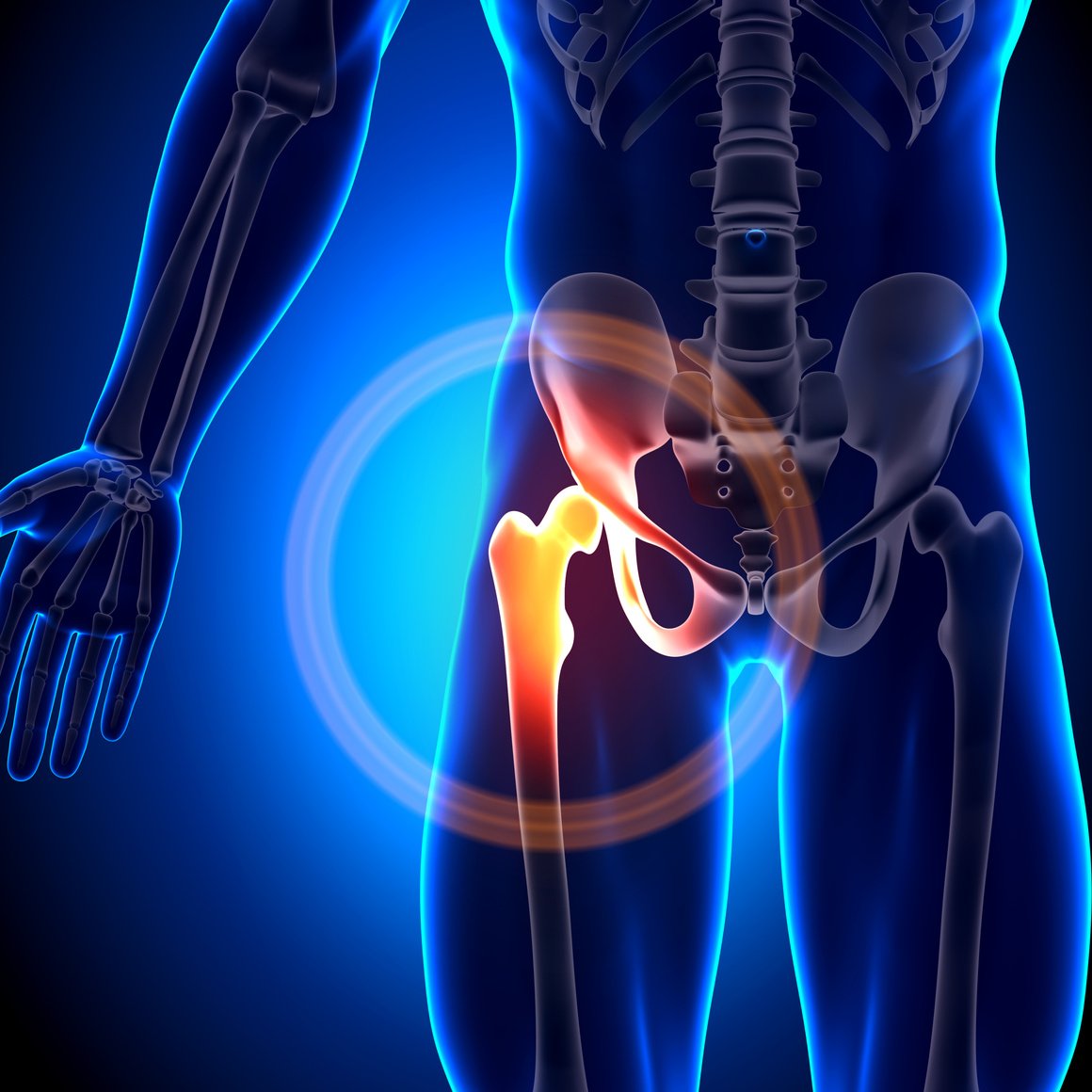 Hip Joint - Anatomy Bones